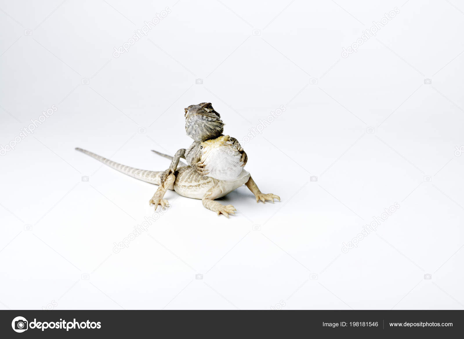 Agama Deux Bebes Dragons Barbus Sur Fond Blanc Concept Amour Image Libre De Droit Par Maurus C Agama Deux Bebes Dragons Barbus Sur Fond Blanc Concept Amour Image Libre De Droit Par Maurus C