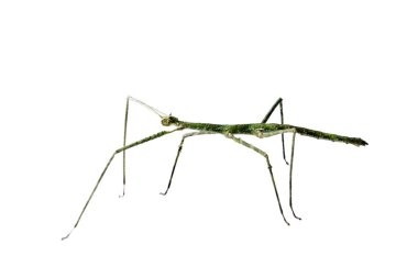 Annam böcek sopa. Annam baston - beyaz izole Medauroidea extradentata. Yürüme veya böcek sopa taşıma.