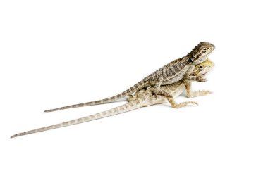 Agama. İki beyaz arka plan üzerinde sakallı ejder bebeğim. Aşk kavramı. Pogona vitticeps.