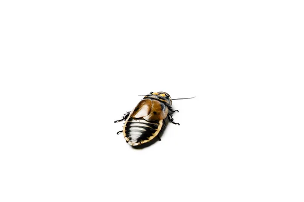 Koplamp Kakkerlak Lucihormetica Kakkerlak Geïsoleerd Wit — Stockfoto