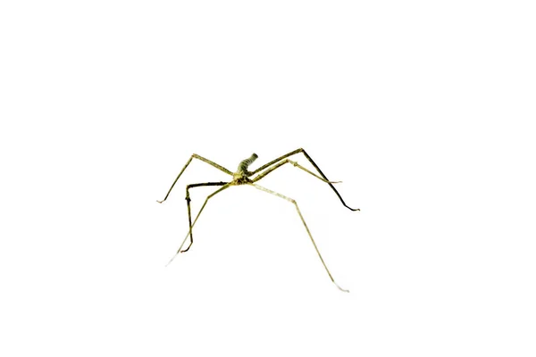 Annam Stick Insect Annam Walking Stick Medauroidea Extradentata Isolated White — Stock Photo, Image