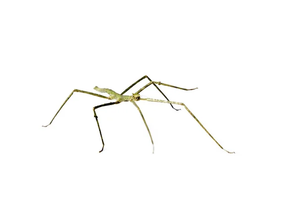 Annam Stick Insect Annam Walking Stick Medauroidea Extradentata Isolado Branco — Fotografia de Stock