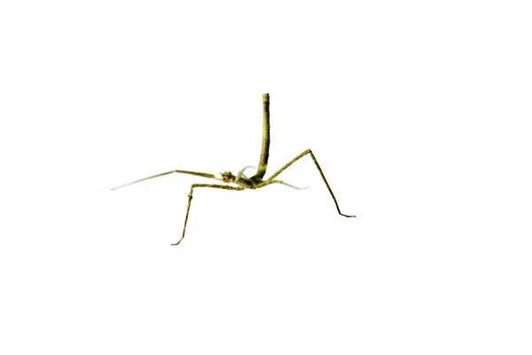 Annam Stick Insect Annam Walking Stick Medauroidea Extradentata Isolado Branco — Fotografia de Stock