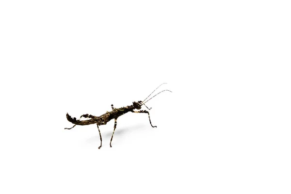 Zonnige Stick Insect Lichte Achtergrond Sungaya Inexpectata — Stockfoto