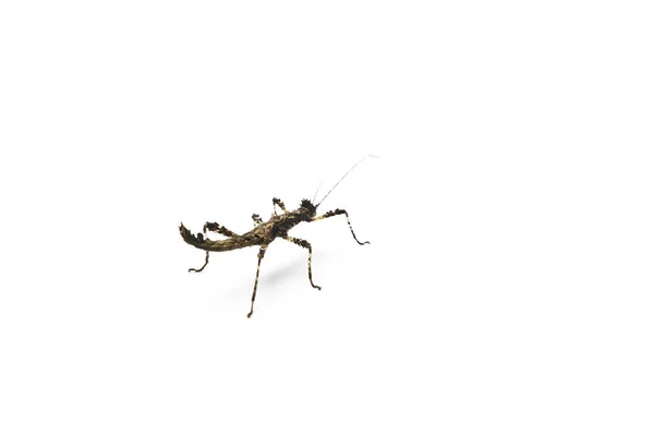 Zonnige Stick Insect Lichte Achtergrond Sungaya Inexpectata — Stockfoto