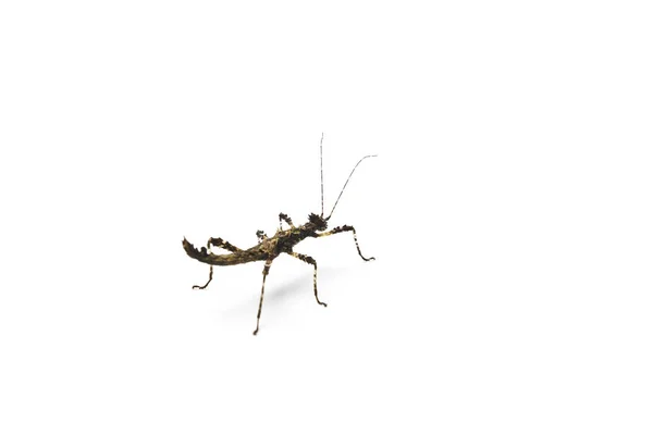 Zonnige Stick Insect Lichte Achtergrond Sungaya Inexpectata — Stockfoto