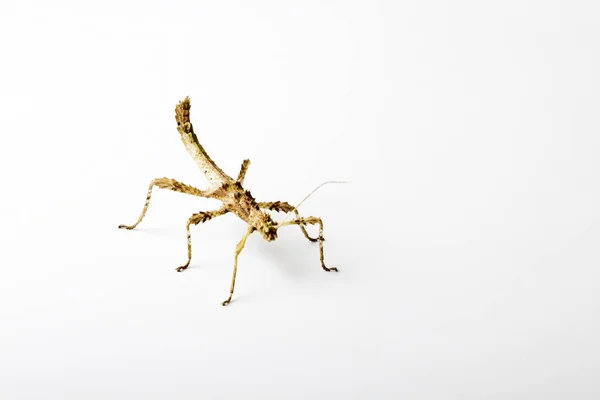 Zonnige Stick Insect Lichte Achtergrond Sungaya Inexpectata — Stockfoto