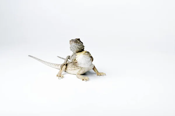 Agama Two Baby Bearded Dragons White Background Love Concept Pogona — Stock Photo, Image