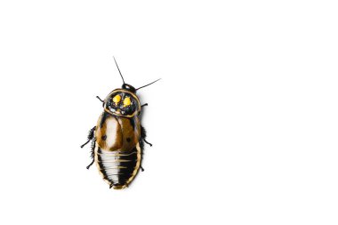 Far hamamböceği. Lucihormetica hamam böceği üzerinde beyaz izole.