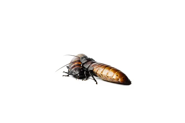 Madagaskar Sissende Kakkerlak Madagaskar Sissende Kakkerlak Geïsoleerd Wit — Stockfoto