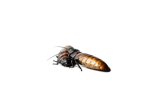 Madagascar Hissing Cockroach Madagascar Hissing Cockroach Isolated White — Stock Photo, Image