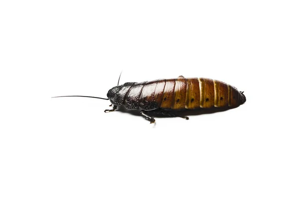 Madagaskar Sissende Kakkerlak Madagaskar Sissende Kakkerlak Geïsoleerd Wit — Stockfoto