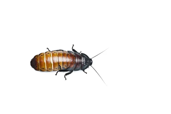 Madagascar Siseando Cucaracha Madagascar Silbando Cucaracha Aislada Blanco — Foto de Stock