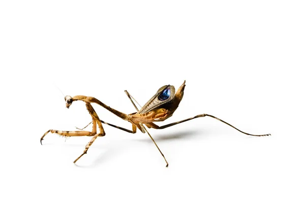 Mantis Religiosa Aislada Sobre Fondo Blanco — Foto de Stock