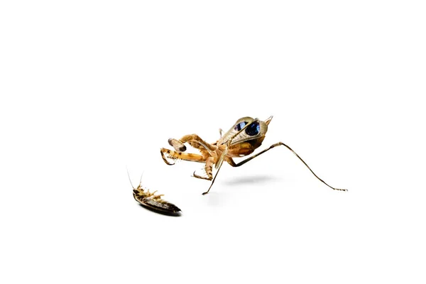 Praying Mantis Isolerad Vit Bakgrund Rovdjur Och Offer Koncept — Stockfoto