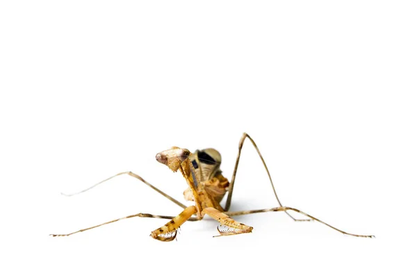 Mantis Religiosa Aislada Sobre Fondo Blanco — Foto de Stock