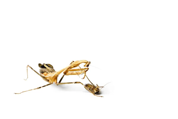 Mantis Cucaracha Rezando Aisladas Sobre Fondo Blanco Concepto Depredador Víctima — Foto de Stock