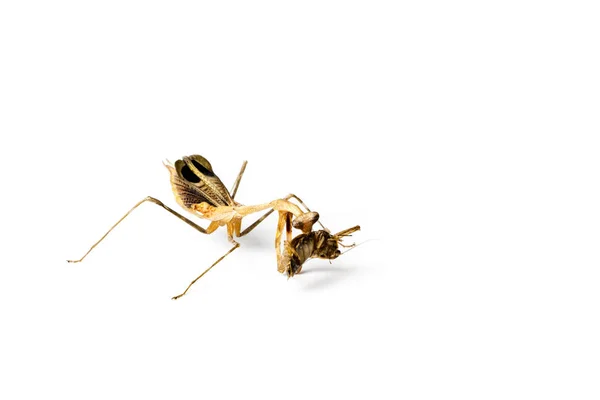 Mantis Cucaracha Rezando Aisladas Sobre Fondo Blanco Concepto Depredador Víctima —  Fotos de Stock