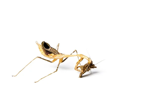 カマキリとゴキブリの白い背景に分離されました 捕食者および犠牲者の概念 — ストック写真