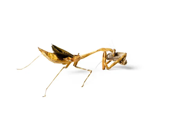 螳螂和蟑螂被隔离在白色背景上 捕食者和受害者的概念 Pseudempusa Pinnapavonis — 图库照片