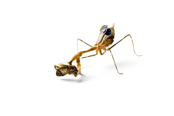 Praying Mantis Cockroach Isolated White Background Predator Victim Concept — Stock Photo, Image