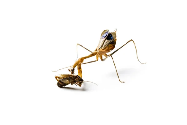 カマキリとゴキブリの白い背景に分離されました 捕食者および犠牲者のコンセプトです Pseudempusa Pinnapavonis — ストック写真