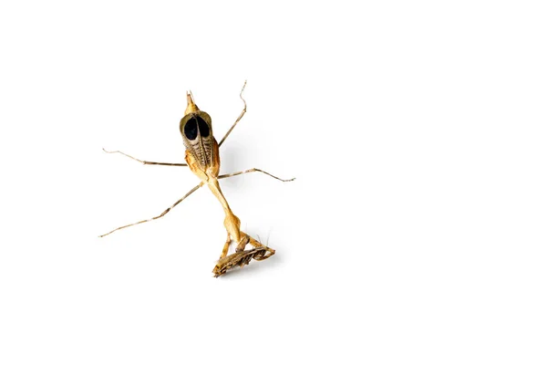 螳螂和蟑螂被隔离在白色背景上 捕食者和受害者概念 — 图库照片