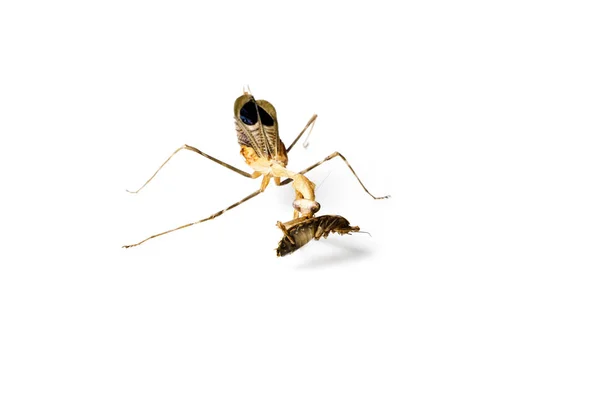 カマキリとゴキブリの白い背景に分離されました 捕食者および犠牲者のコンセプトです Pseudempusa Pinnapavonis — ストック写真
