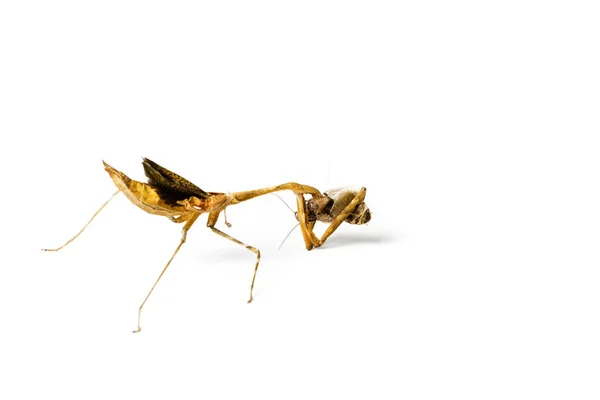 Mantis Cucaracha Rezando Aisladas Sobre Fondo Blanco Predator Concepto Víctima — Foto de Stock