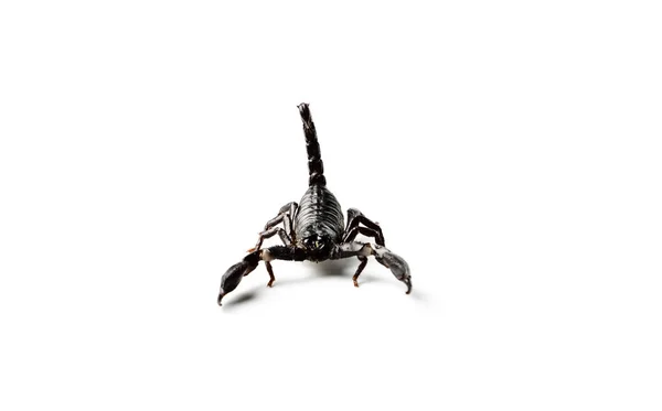 Azjatycka Scorpion Las Białym Tle Heterometrus Petersii — Zdjęcie stockowe