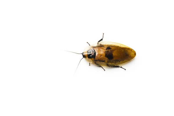 Cucaracha Gigante Centroamericana Aislada Blanco Blaberus Giganteus Una Las Cucarachas — Foto de Stock