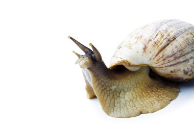 Beyaz arka plan üzerinde izole dev Afrika salyangoz. Achatina fulica