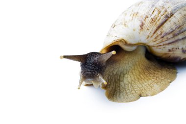Beyaz arka plan üzerinde izole dev Afrika salyangoz. Achatina fulica