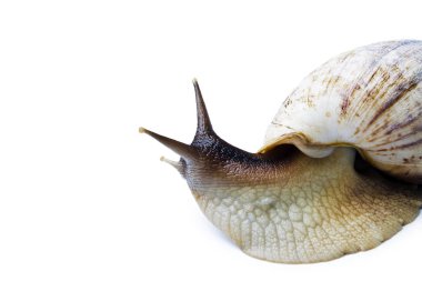 Beyaz arka plan üzerinde izole dev Afrika salyangoz. Achatina fulica