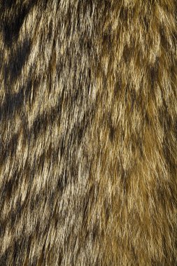 Rakun kürk köpek. Doku ya da arka plan olarak yararlı.