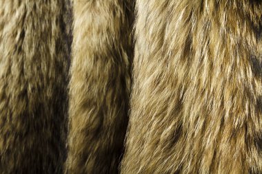 Rakun kürk köpek. Doku ya da arka plan olarak yararlı.