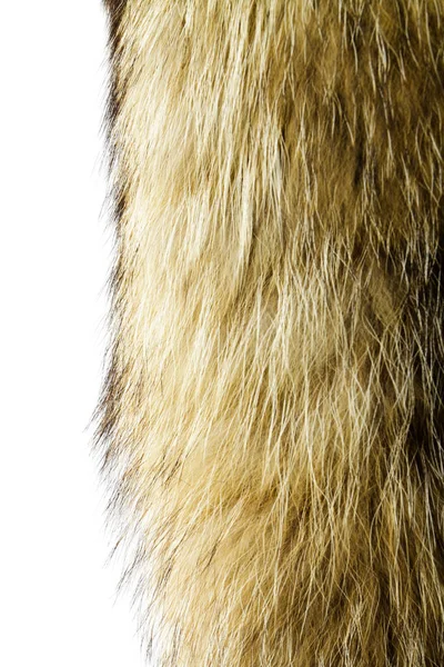 アライグマ犬の毛皮 テクスチャや背景として有用 — ストック写真