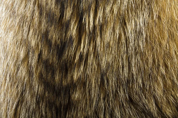 Mosómedve Kutya Szőr Hasznos Textúra Vagy Háttérként — Stock Fotó