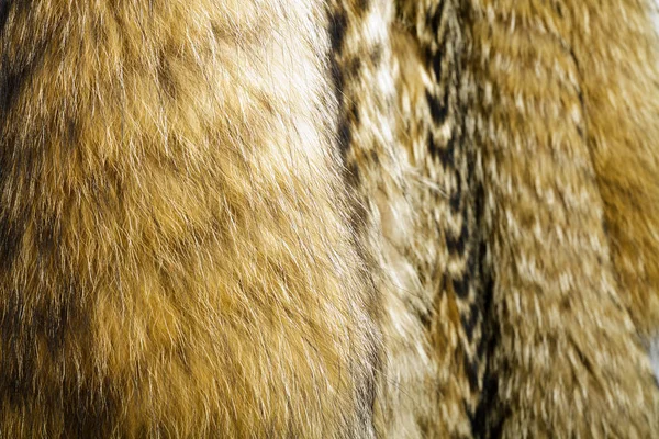 Rakun kürk köpek. Doku ya da arka plan olarak yararlı.