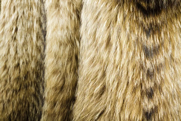 Raccoon Dog Fur Useful Texture Background — Stock Photo, Image