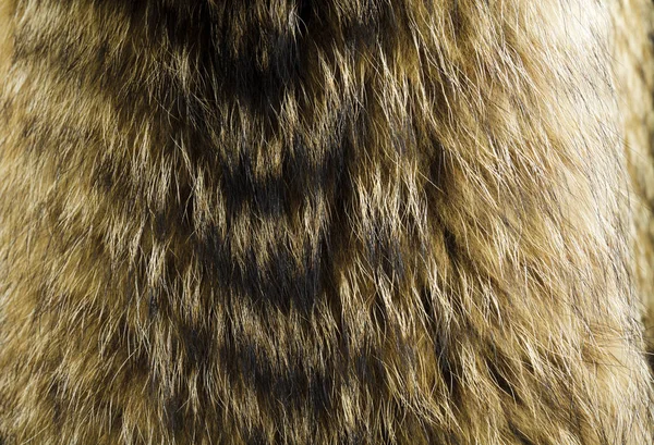 アライグマ犬の毛皮 テクスチャや背景として有用 — ストック写真