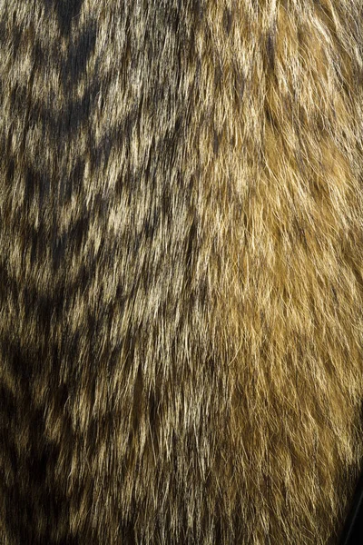 Mosómedve Kutya Szőr Hasznos Textúra Vagy Háttérként — Stock Fotó