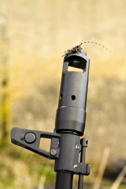 Çam sawyer böcek (Acanthocinus aedilis) makineli tüfek üzerinde oturuyor. Longhorn böceği ve silah. Fırtına öncesi sessizlik sükunet.