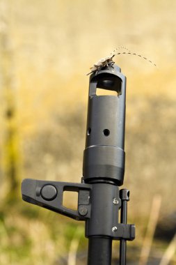 Çam sawyer böcek (Acanthocinus aedilis) makineli tüfek üzerinde oturuyor. Longhorn böceği ve silah. Fırtına öncesi sessizlik sükunet.