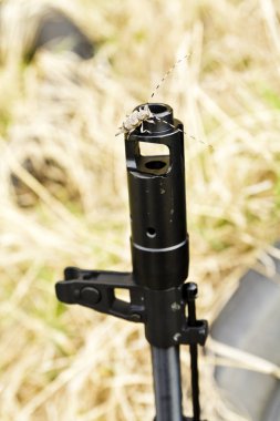 Çam sawyer böcek (Acanthocinus aedilis) makineli tüfek üzerinde oturuyor. Longhorn böceği ve silah. Fırtına öncesi sessizlik sükunet.