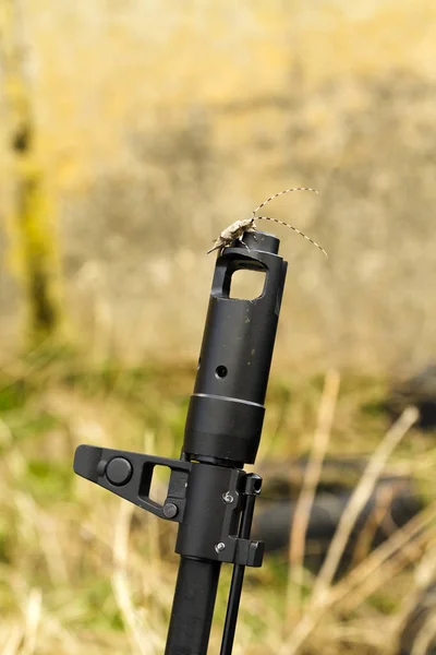 Pine Sawyer Beetle Acanthocinus Aedilis Sitting Machine Gun Longhorn Beetle — Stock Photo, Image