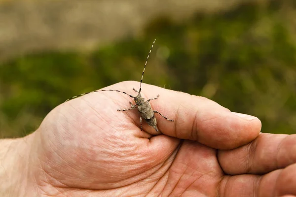 Pine sawyer beetle (Acanthocinus aedilis) is sitting on the hand. Longhorn beetle is climbing on man\'s hand.
