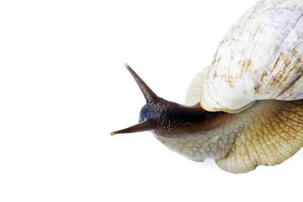 Giant African Snail Isolated White Background Achatina Fulica — Stock Photo, Image