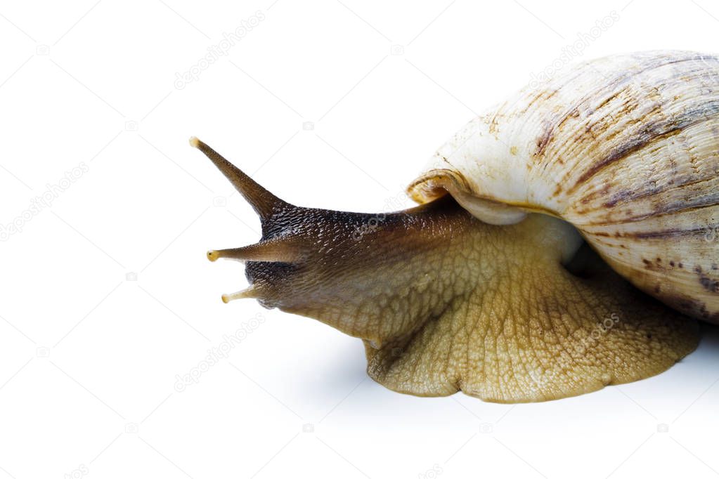 Giant african snail isolated on white background. Achatina fulica