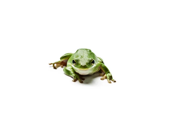 湿美国绿树蛙孤立在白色的背景 雨蛙霉病 — 图库照片
